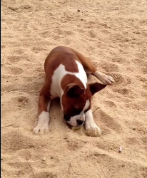 ΒΙΝΤΕΟ-Αρέσει το λάιμ στα σκυλιά;