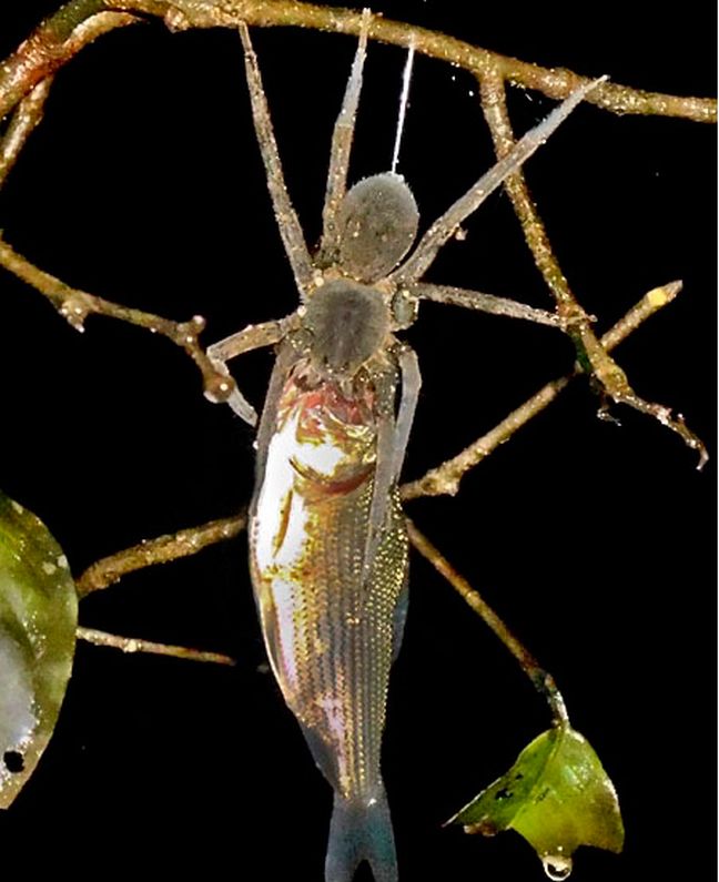 ΒΙΝΤΕΟ-Η αράχνη που …ψαρεύει τη λεία της