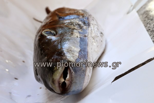 ΦΩΤΟ-Επικίνδυνο λαγόψαρό αλίευσε ψαράς