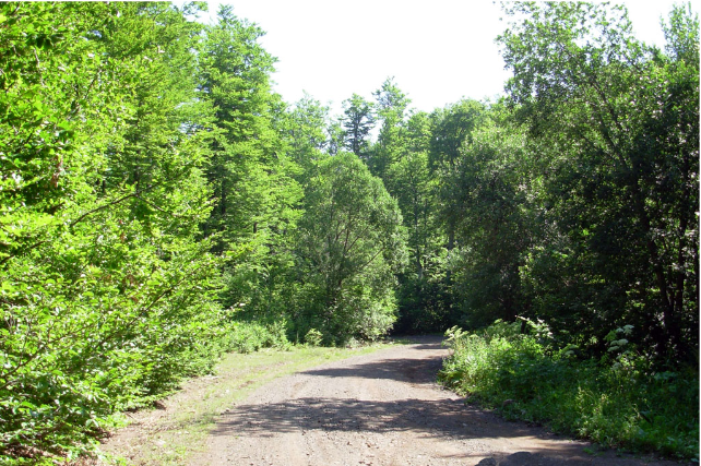 Επιχειρήσεις στα δάση με τη βούλα του νόμου