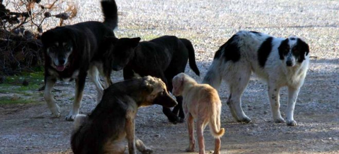 Ποτίστρες για τα αδέσποτα από τον δήμο Αθηναίων