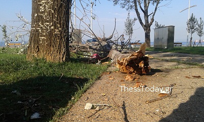 ΦΩΤΟ-Ξεριζώθηκαν δέντρα στη Θεσσαλονίκη
