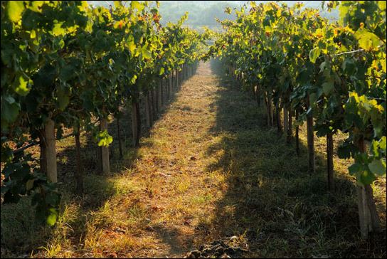 Στην Ουάσιγκτον τα Κρητικά Κρασιά