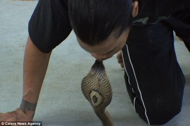 ΒΙΝΤΕΟ-Το φιλί της κόμπρας