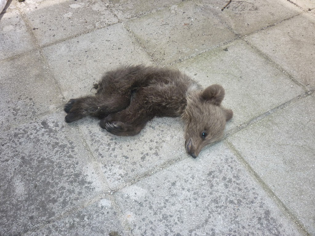 ΒΙΝΤΕΟ-Νεκρό το αρκουδάκι της Πίνδου