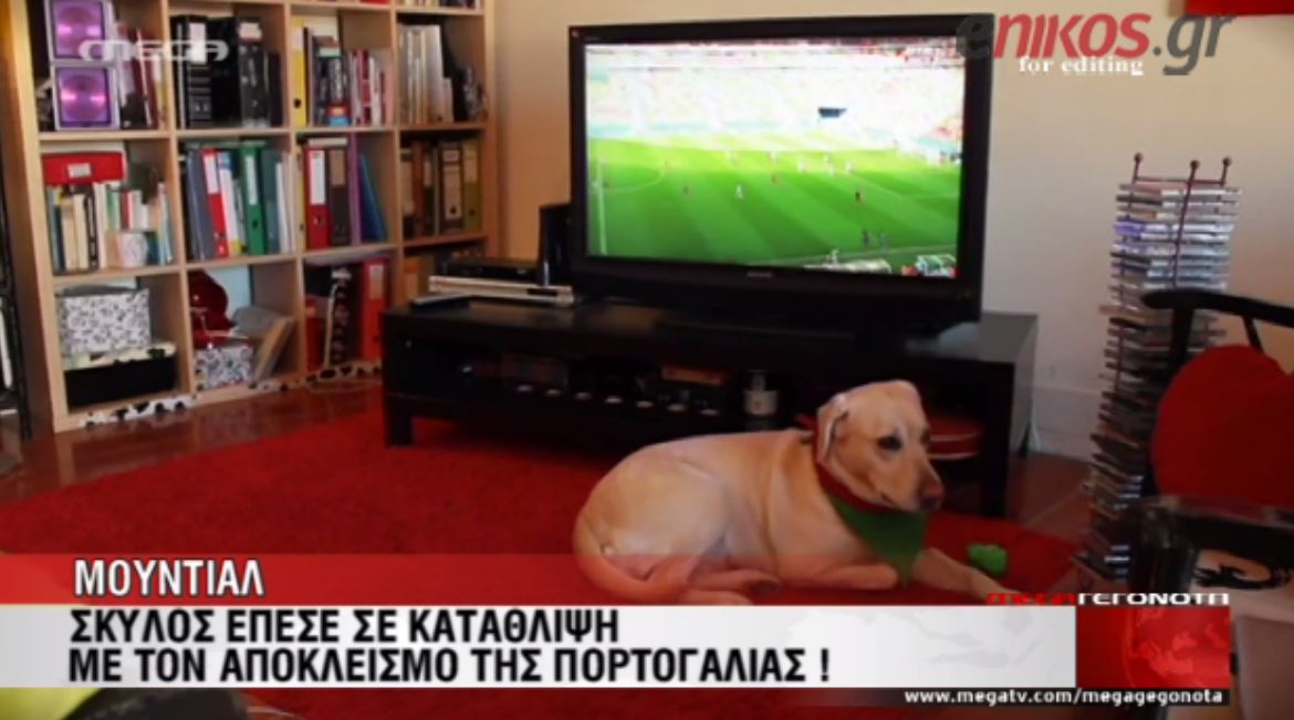 ΒΙΝΤΕΟ-Σκύλος έπαθε κατάθλιψη από τον αποκλεισμό της Πορτογαλίας