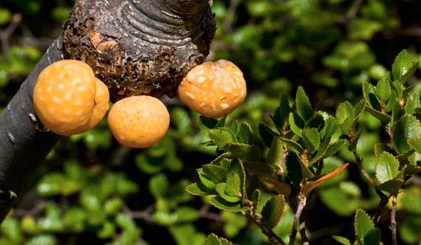 ΦΩΤΟ-Τα παράξενα πορτοκάλια του Δαρβίνου