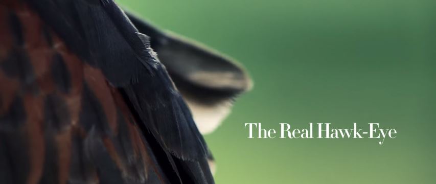 ΒΙΝΤΕΟ-Ο ιπτάμενος φρουρός του Γουίμπλεντον