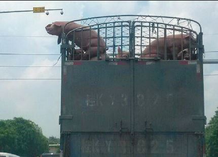 ΦΩΤΟ-Το γουρούνι… το ‘σκασε