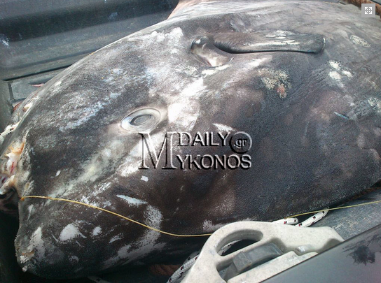 ΦΩΤΟ-Φεγγαρόψαρο… 250 κιλών