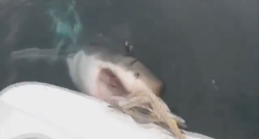 ΒΙΝΤΕΟ-Λευκός καρχαρίας «μασούλησε» τη βάρκα