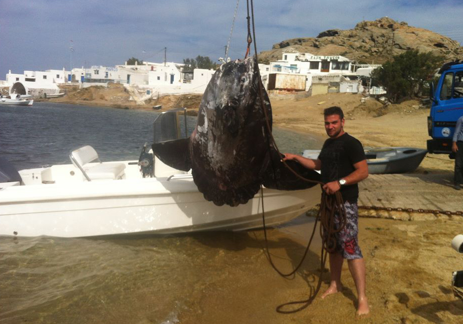 ΦΩΤΟ-Ψάρι «γίγας» στη Μύκονο-Το μετέφεραν με γερανό