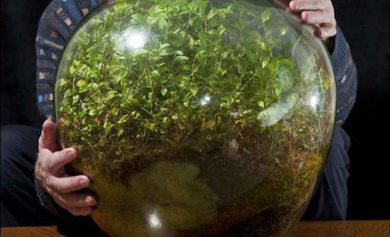 ΦΩΤΟ-Το φυτό που ζει χωρίς αέρα και νερό