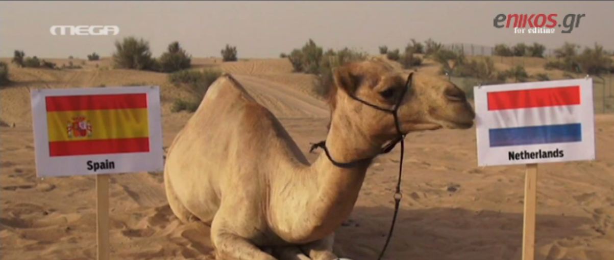 ΒΙΝΤΕΟ-Η καμήλα “προφήτης” του Μουντιάλ