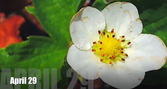 ΒΙΝΤΕΟ-Η ζωή μιας… φράουλας