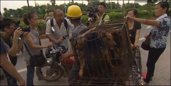 ΒΙΝΤΕΟ-Ακτιβιστές σώζουν σκύλους από τη σφαγή στην Κίνα