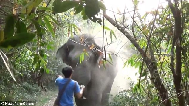 ΒΙΝΤΕΟ-Σταμάτησε ελέφαντα με ένα νεύμα