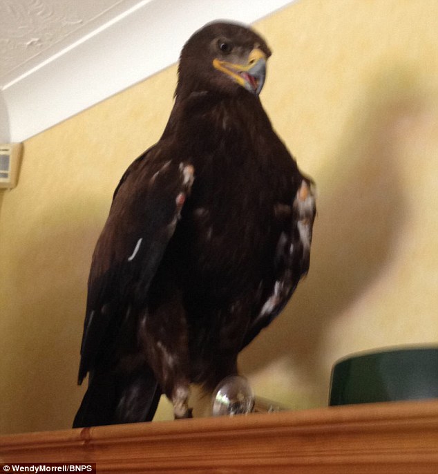 Flight and fright: Wendy's friend Karen Ruddlesden put on a winter jacket and gloves for protection and tried to lure the bird down and then put ham outside to tempt it outside, but with no joy