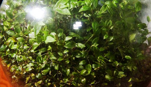 perierga.gr - "Αθάνατο" φυτό ζει στο μπουκάλι χωρίς νερό και αέρα για 40 χρόνια! perierga.gr - "Αθάνατο" φυτό ζει στο μπουκάλι χωρίς νερό και αέρα για 40 χρόνια!