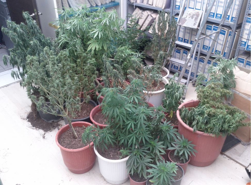 Καλλιεργούσε κάνναβη στην αυλή του σπιτιού του