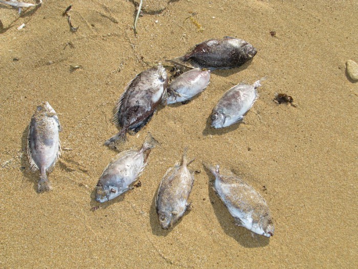 Κι όμως εξάγουμε… “Γερμανούς”