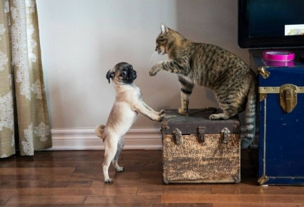 ΦΩΤΟ-Όταν οι γάτες είναι τα αφεντικά των σκύλων