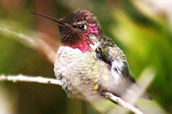 perierga.gr - Το μικρότερο πουλί στον κόσμο σε μέγεθος... μέλισσας!