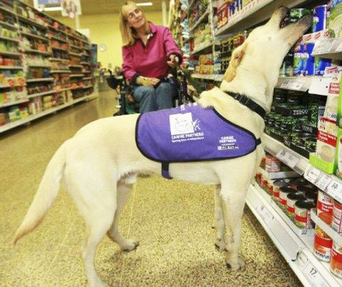 perierga.gr - Ο πιο ικανός σκύλος-βοηθός στον κόσμο!