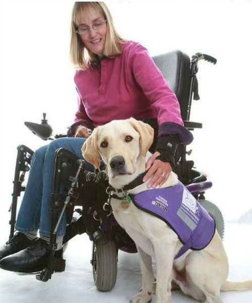 perierga.gr - Ο πιο ικανός σκύλος-βοηθός στον κόσμο!