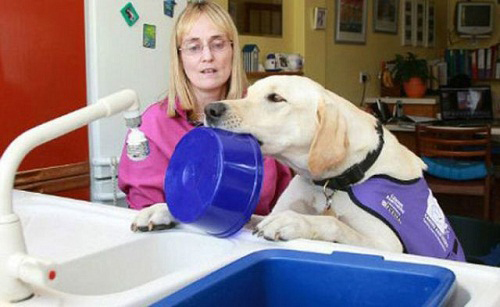 perierga.gr - Ο πιο ικανός σκύλος-βοηθός στον κόσμο!