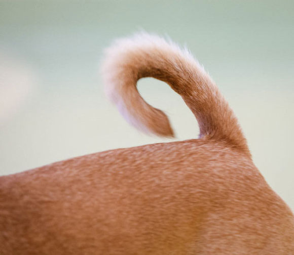 ΦΩΤΟ-Το πιο άσχημο σκυλί στον κόσμο