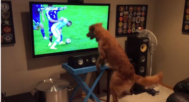 ΒΙΝΤΕΟ-Ο σκύλος του… Μουντιάλ