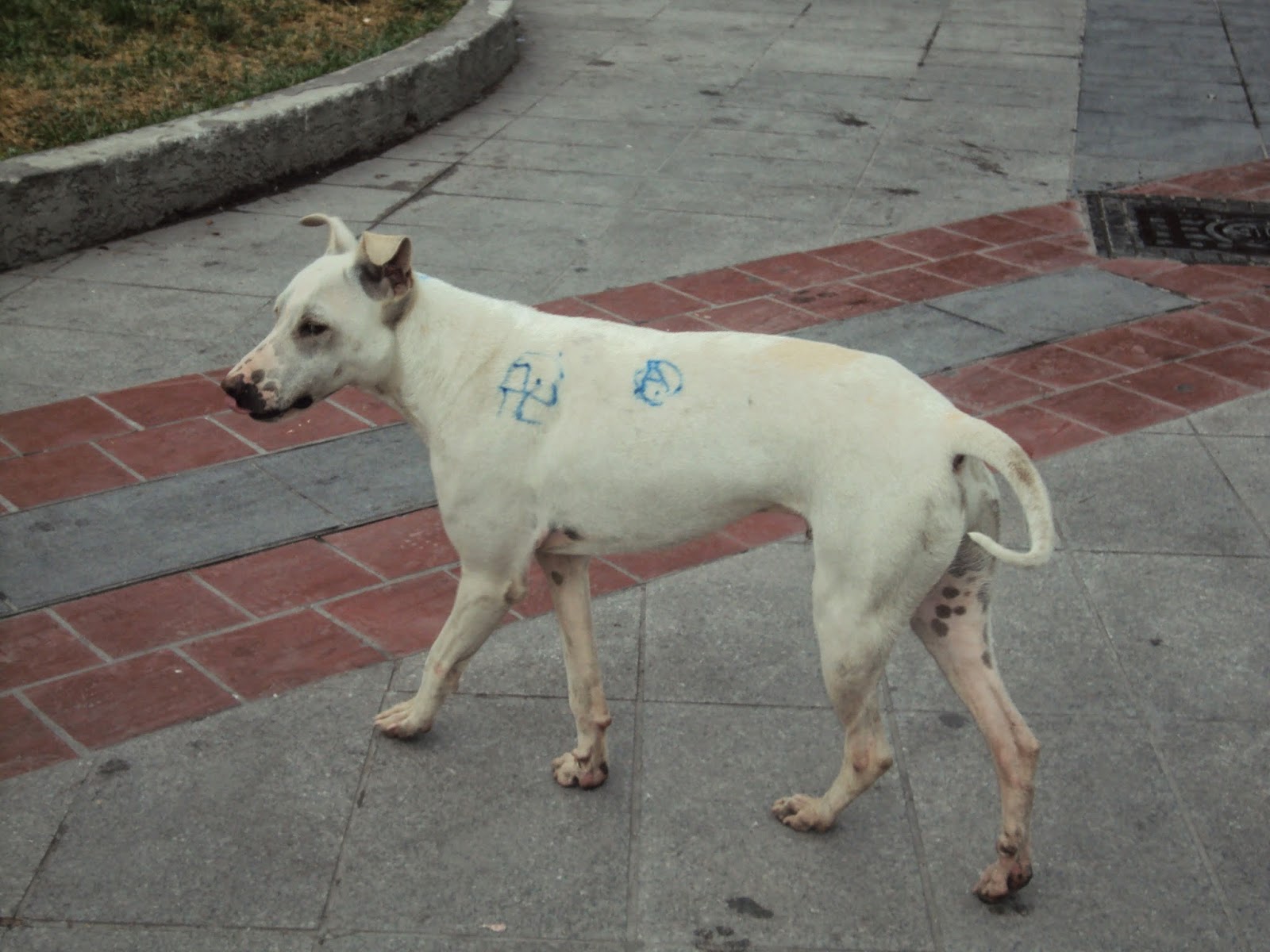 Έβαψαν σκυλάκι με σπρέι
