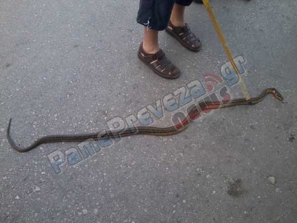 ΦΩΤΟ-Φίδια στην καρδιά της Πρέβεζας