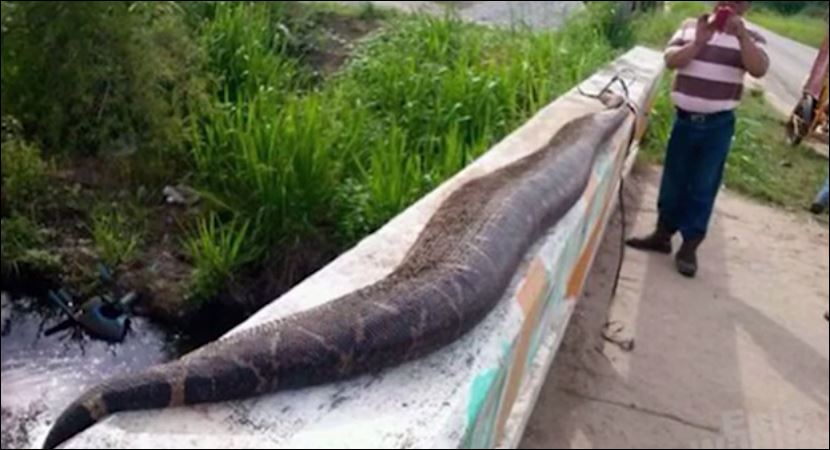 ΒΙΝΤΕΟ-Χωρικοί θανάτωσαν ανακόντα 7,5 μέτρων στο Μεξικό