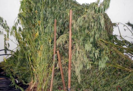 Πόλεμος στο Λαζαράτι για τις χασισοφυτείες