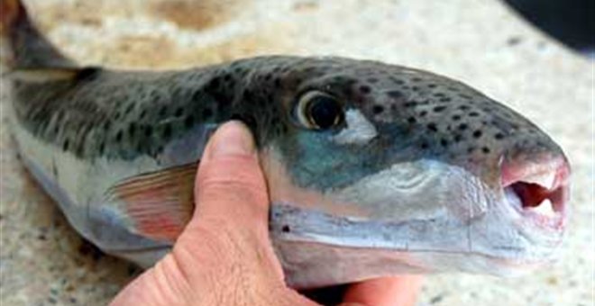 ΠΡΟΣΟΧΗ-Τα λαγόψαρα είναι τοξικά