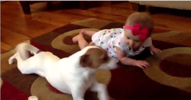 ΒΙΝΤΕΟ-Σκύλος μαθαίνει μωρό να… μπουσουλάει