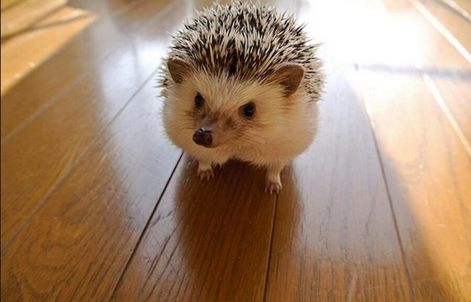 ΒΙΝΤΕΟ-Ο σκαντζόχοιρος που είναι έτοιμος για το Μουντιάλ