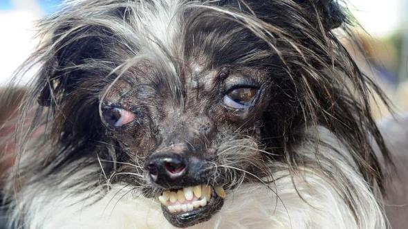 ΦΩΤΟ-Ο πιο άσχημος σκύλος στον κόσμο