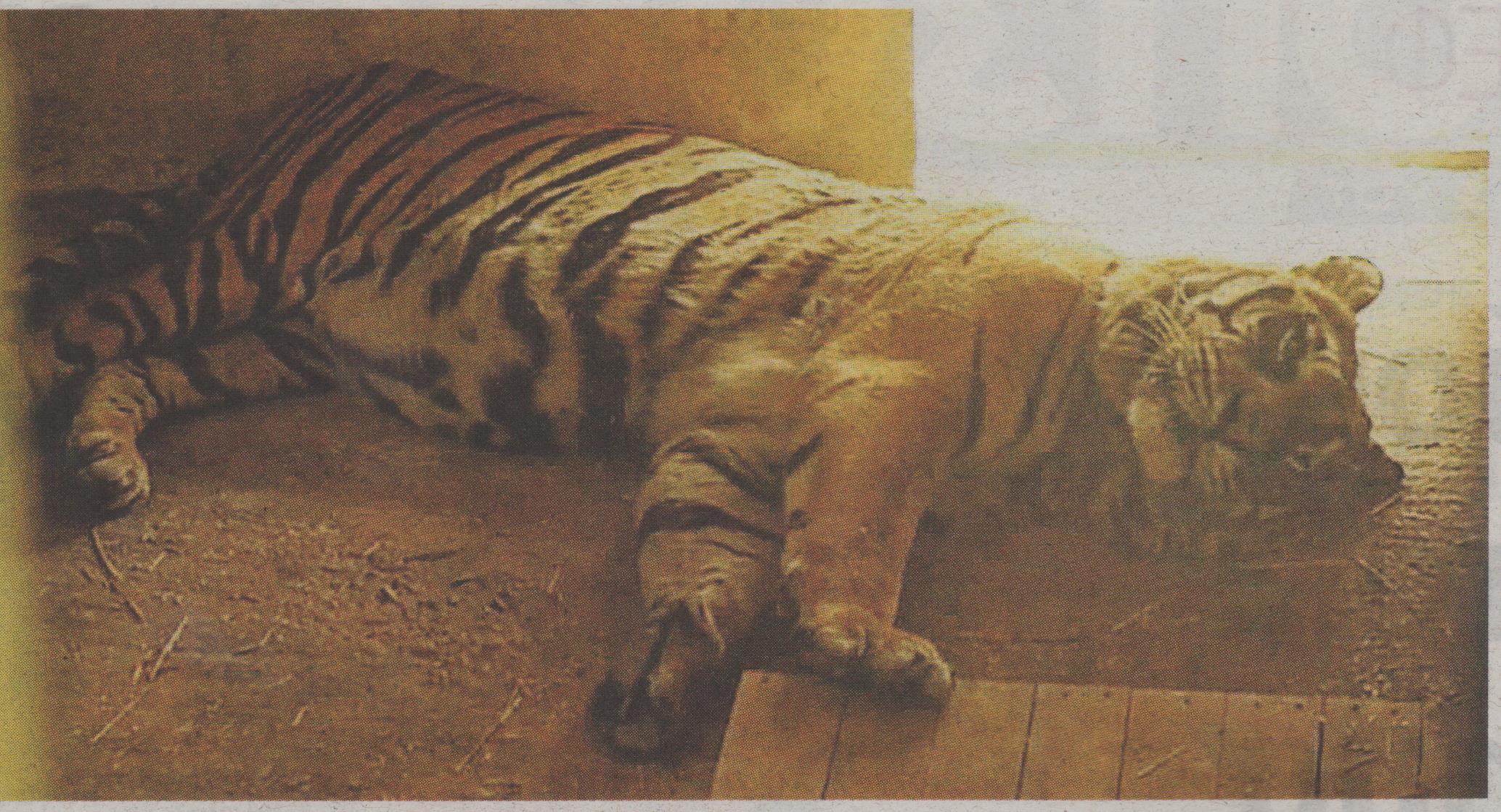 Η τίγρη των Τρικάλων πηγαίνει… Καλιφόρνια