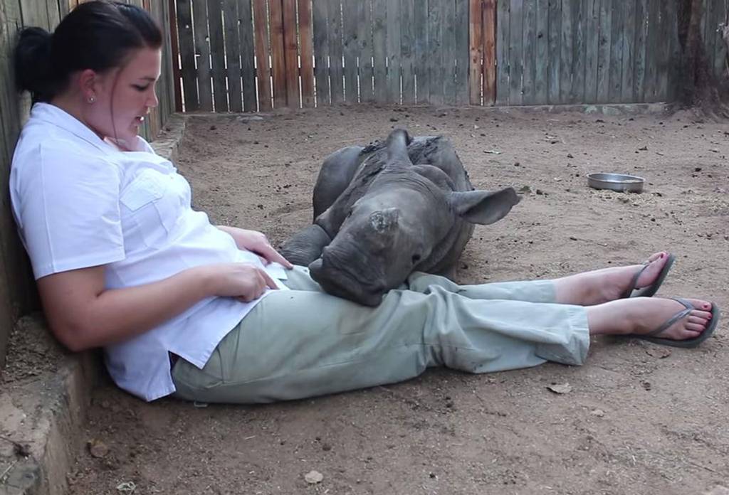 ΒΙΝΤΕΟ-Ρινόκερος φοβάται να κοιμηθεί επειδή…