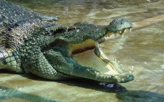 Τον κατασπάραξε κροκόδειλος