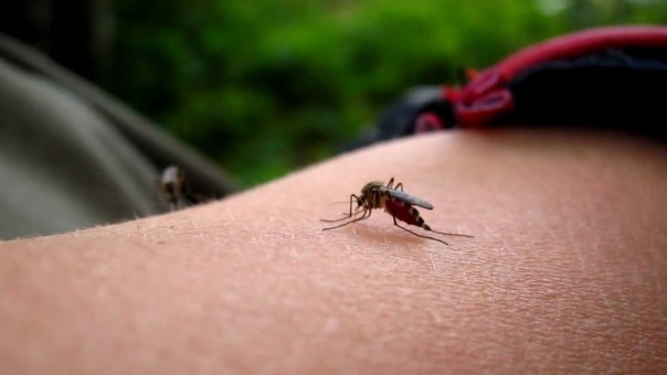 Τα αρσενικά κουνούπια “φρενάρουν” την ελονοσία