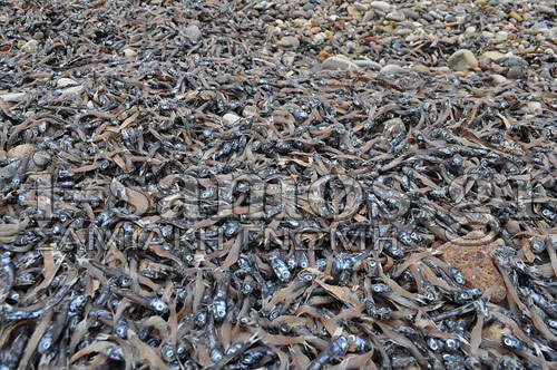 ΦΩΤΟ-Νεκρά ψάρια στις παραλίες της Σάμου