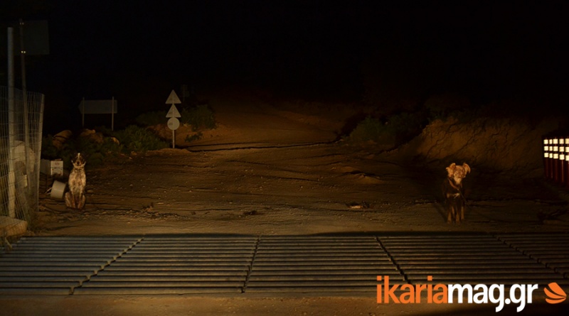ΦΩΤΟ-Βαρελόσκυλα ξανά στην… Ικαρία