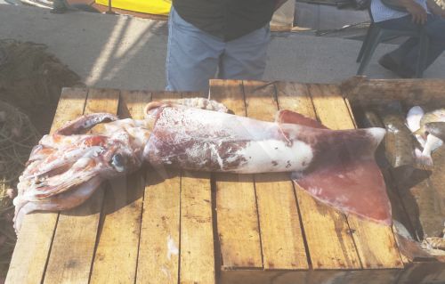 ΦΩΤΟ-Καλαμάρι ενός μέτρου στο Ναύπλιο