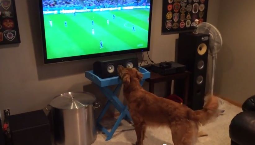 ΒΙΝΤΕΟ-Αυτός ο σκύλος έχει τρέλα με το Μουντιάλ