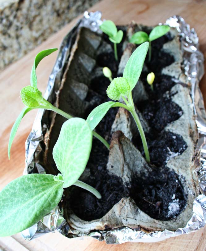 perierga.gr - 15 πρωτότυπες γλάστρες για φυτά!