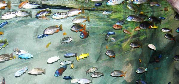 perierga.gr - Λίμνη Μαλάουι: Το "ενυδρείο του Θεού"!